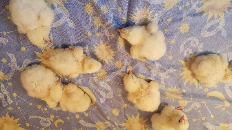 Хохлатые паламедеи появились в Московском зоопарке