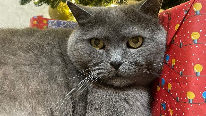 Житель Благовещенска бросил кота одного взаперти и получил штраф