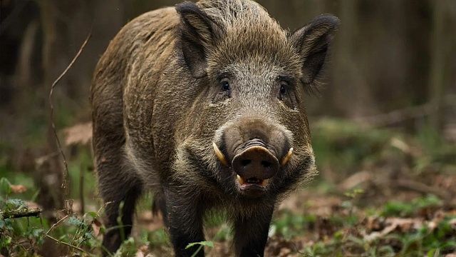 Военные начали охоту за кабанами в районе с зафиксированным случаем чумы в Польше