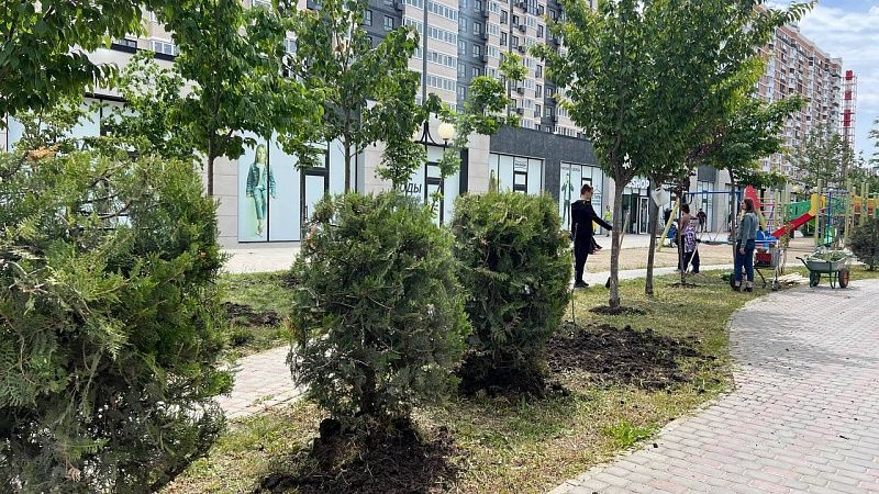Более 90 деревьев и кустарников пересадят в сквере Ушакова в Краснодаре