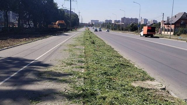 В Краснодаре за полгода скосили 18,5 тысяч гектаров амброзии