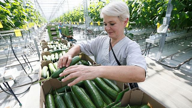 Краснодарский край входит в тройку регионов-лидеров по сбору тепличных овощей 