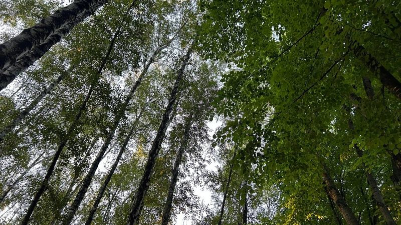 8 июня на Кубани вернут ограничения на посещение лесов