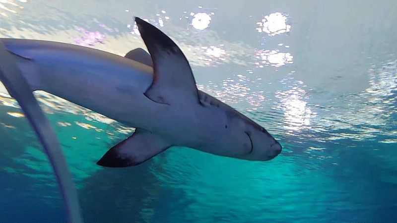 Редкая синяя акула выбросилась на берег Шетландских островов