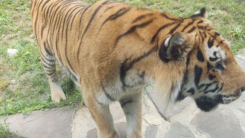 Разъярённый тигр оторвал голову пенсионерке во время выгула коз в Индии