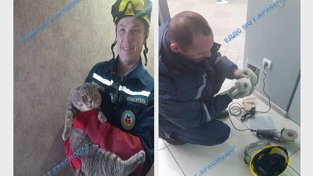 Краснодарские спасатели помогли хозяевам достать двух кошек из западни Фото: ЕДДС Краснодар