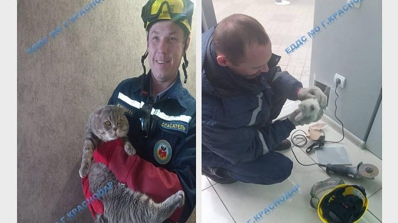 Краснодарские спасатели помогли хозяевам достать двух кошек из западни