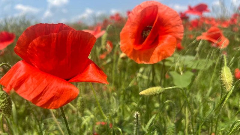 До +30⁰С будет в первую пятницу 6 июня в Краснодаре