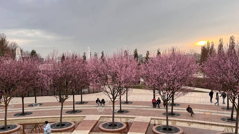 Краснодарцы поделились в сети кадрами цветущей сливы Нигра в парке Галицкого