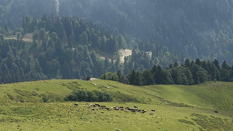 Пропавших туристов нашли живыми у горы Шалбуздаг