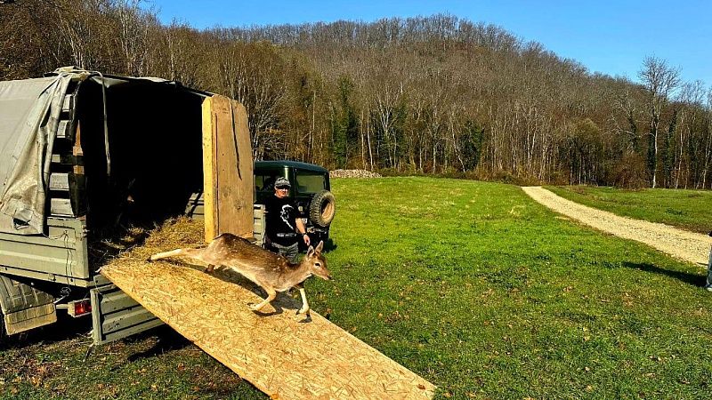 Ещё 12 ланей выпустили в заповедник Горячего Ключа