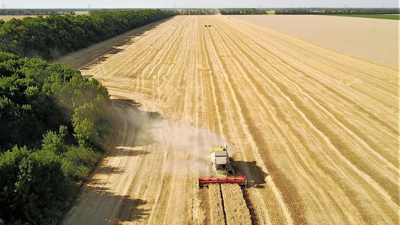 Около 9,3 млн тонн зерна собрали аграрии Кубани 