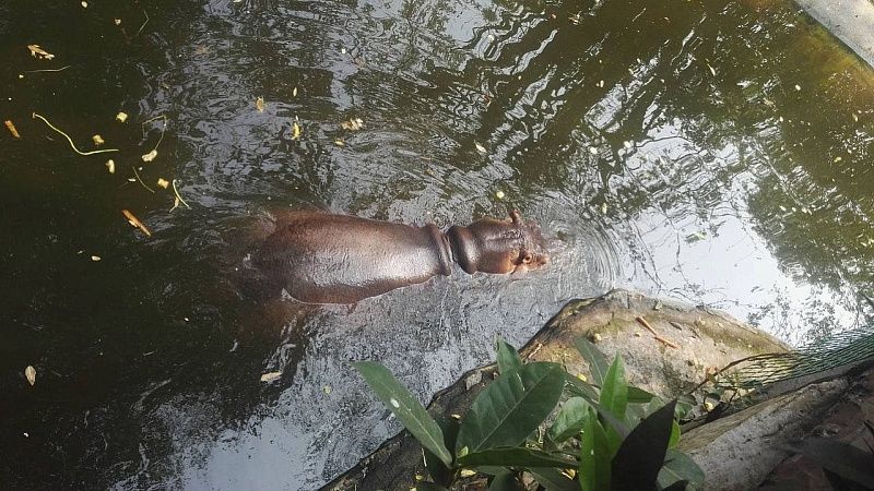 Бегемот перевернул судно и убил 14 пассажиров в Кот-д’Ивуаре 