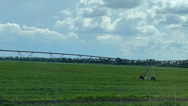 Валовый сбор риса составил 55,7 тысяч тонн на Кубани