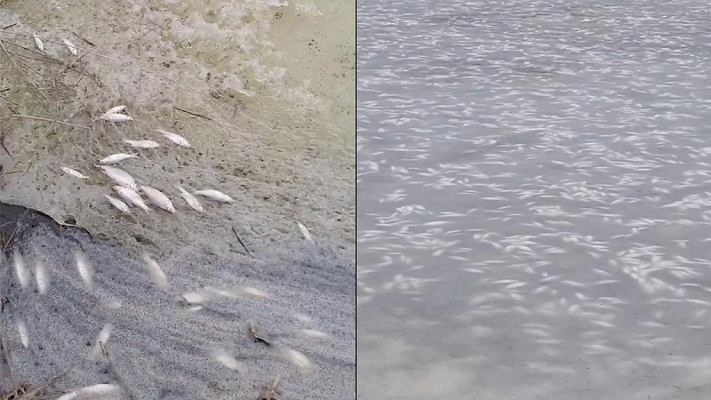 Прокуратура проверяет факт массовой гибели рыбы в Щербиновском районе