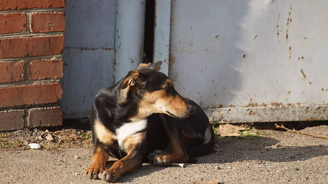 Подрядчик опроверг информацию о плохом отношении к бездомным животным. Фото: телеканал «Краснодар»