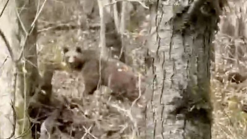 Туристы спасались бегством от пробудившегося медведя в Сочи