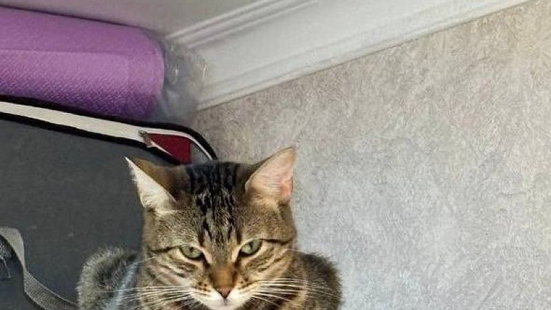 От бешенства умерла укушенная собственной кошкой женщина из Казахстана