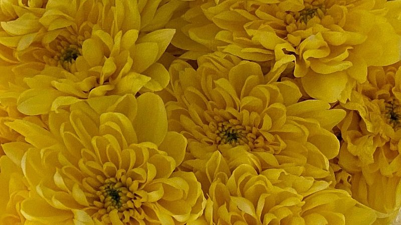 Мэр Краснодара Евгений Наумов поздравил женщин с 8 марта