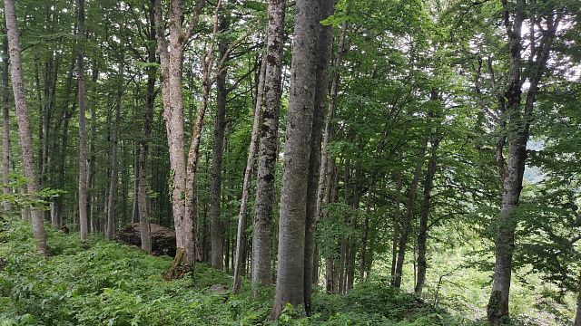 В лесу в районе Горячего Ключа потерялся мужчина с расстройством памяти. Фото: телеканал «Краснодар»