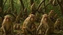 Самая крупная в мире группа диких шимпанзе устроила гражданскую войну в Уганде 