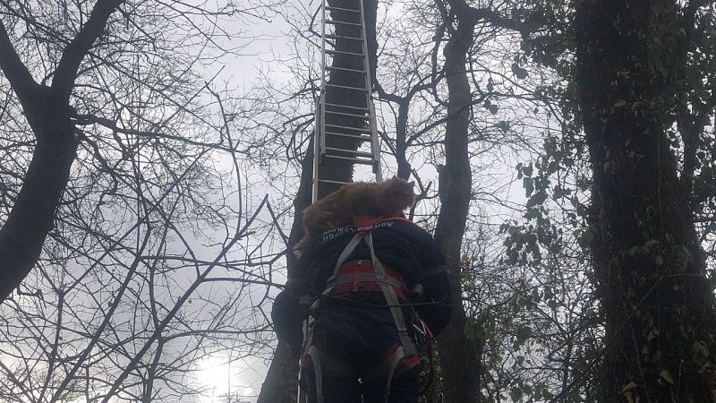 В марте работы прибавится: на Кубани спасатели два дня снимали кота с дерева