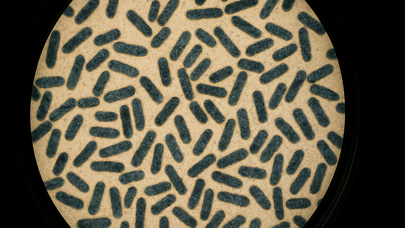 Учёные создали уникальный бактериальный «щит» для доставки вируса против рака