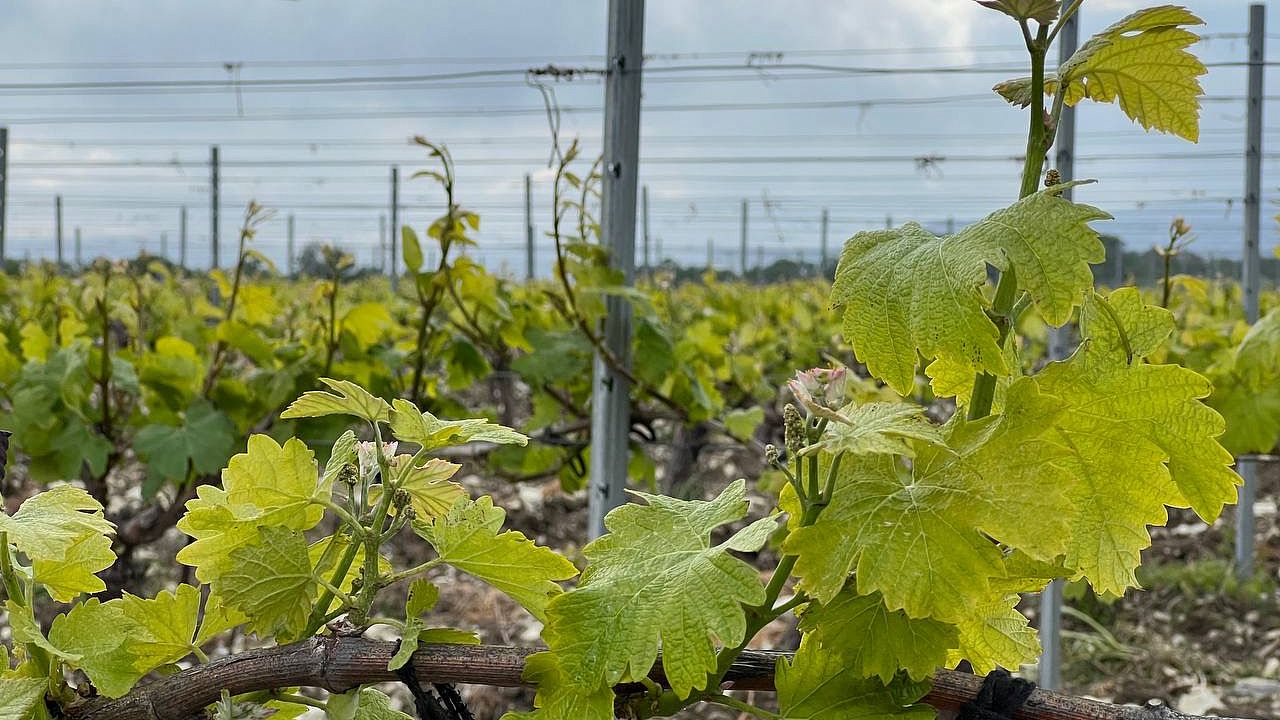 На Кубани идет весенняя закладка новых виноградников, фото: телеканал «Краснодар» (архив) 