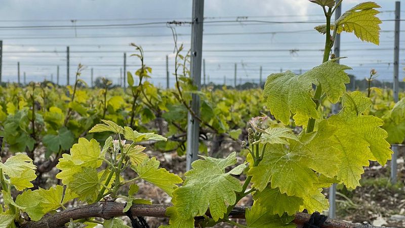 На Кубани в 2023 году уже заложили 440 гектаров новых виноградников