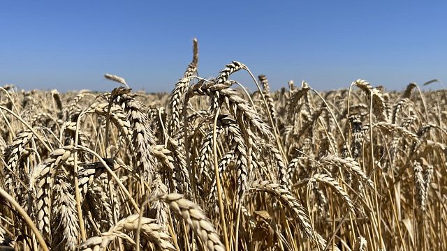 Поля пшеницы / Фото: телеканал «Краснодар»
