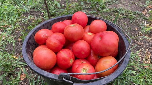 фото: Телеканал Краснодар