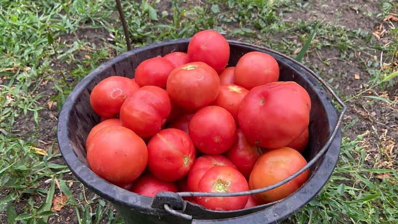 Садовод вырастила помидор весом почти 800 граммов в Ноябрьске