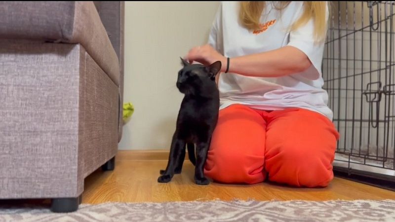 Кота-мигранта Бурака из-за буйного поведения вернули волонтерам в Новороссийске