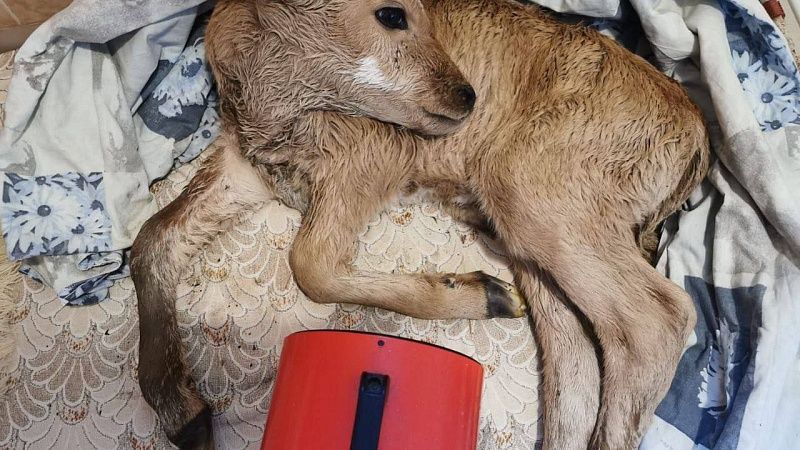 Новорождённого телёнка спасли в реке Агой в Туапсинском районе