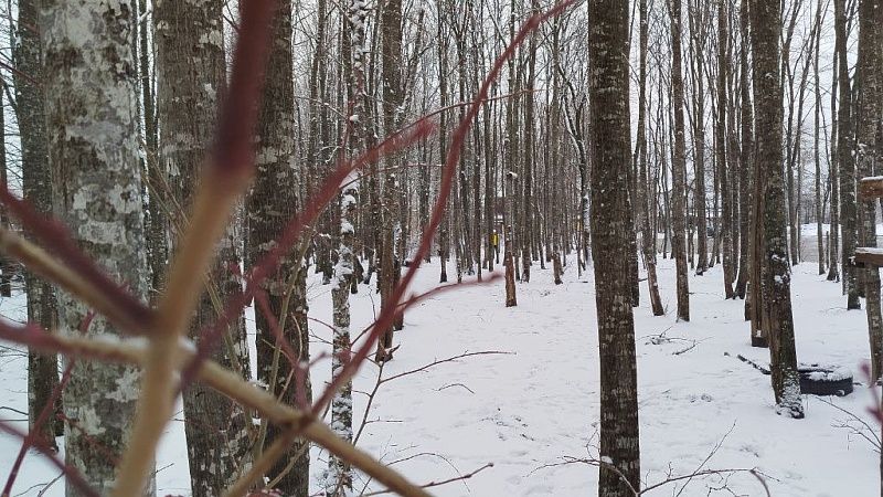 Подросток пропал  во время лыжной прогулки в Челябинской области 