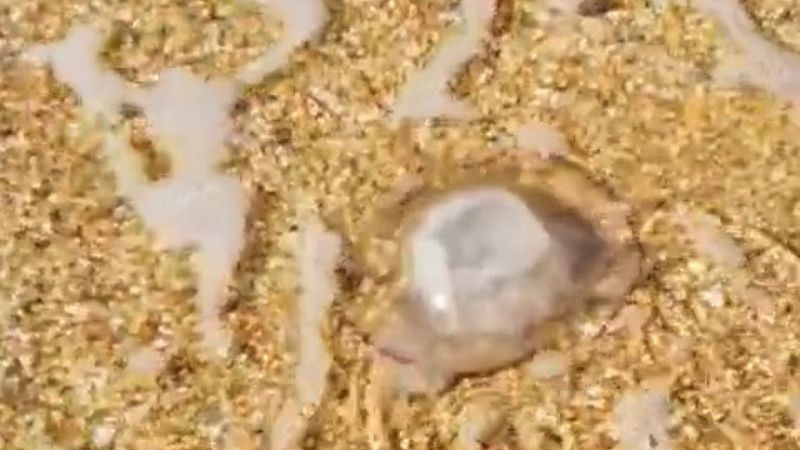 Эколог Голубитченко рассказал, когда исчезнут наводнившие Азовское море медузы 