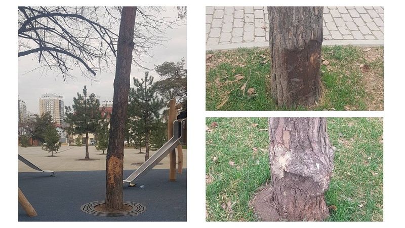 Власти Краснодара потребовали заменить испорченные деревья в сквере Гатова