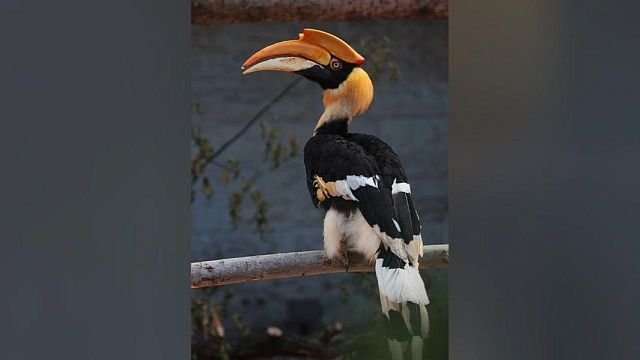 Фото: пресс-служба Ленинградского зоопарка