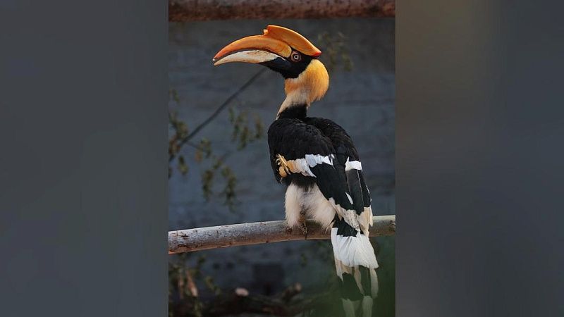 Гигантская экзотическая птица сбежала из Ленинградского зоопарка