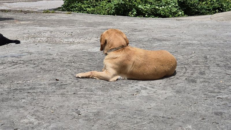 Приезжий избил дворнягу на детской площадке в Сочи