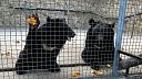 Напавшего на людей медведя ищут четвертый день в Японии