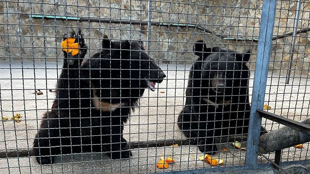Напавшего на людей медведя ищут четвертый день в Японии