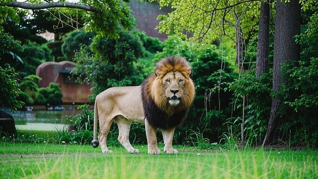 Следователи проверят информацию о нарушениях в парке «Тайган» после нападения 