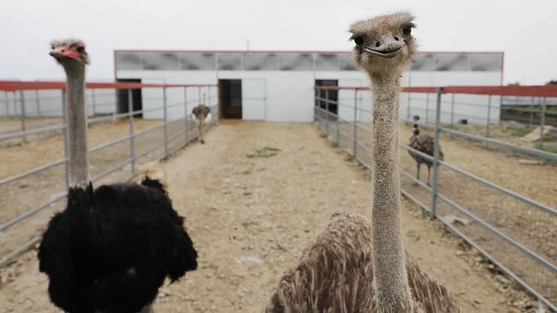 Туристам предложили страусиные яйца и жир на новой ферме в Краснодарском крае