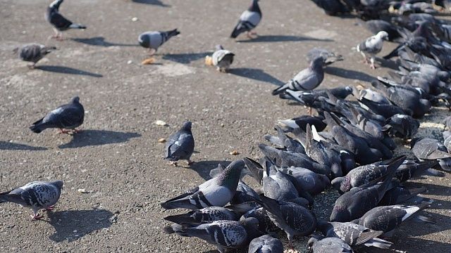 На Кубани выявили три случая массовой гибели диких животных и птиц