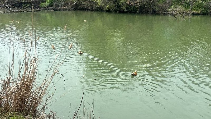 Вещи пропавшего тренера нашли на озере Шарташ в Екатеринбурге