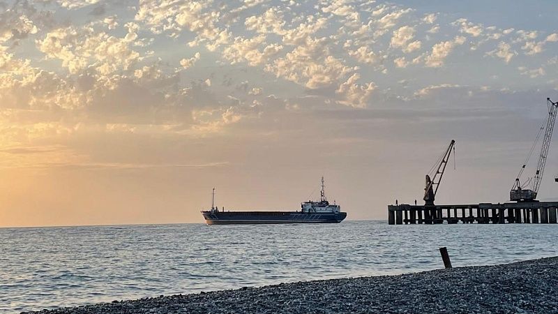 Краснокнижные дельфины погибли из-за мазута в Чёрном море 