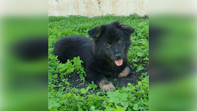 Полиция Краснодара разбирается в историях с отравлением и расстрелом собак