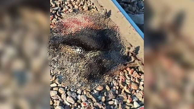 Видео: скованных цепями трех собак переехал поезд в Краснодаре