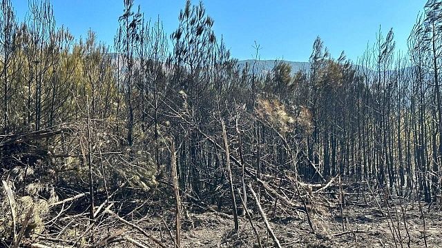 Глава Геленджика опубликовал кадры сгоревшего леса